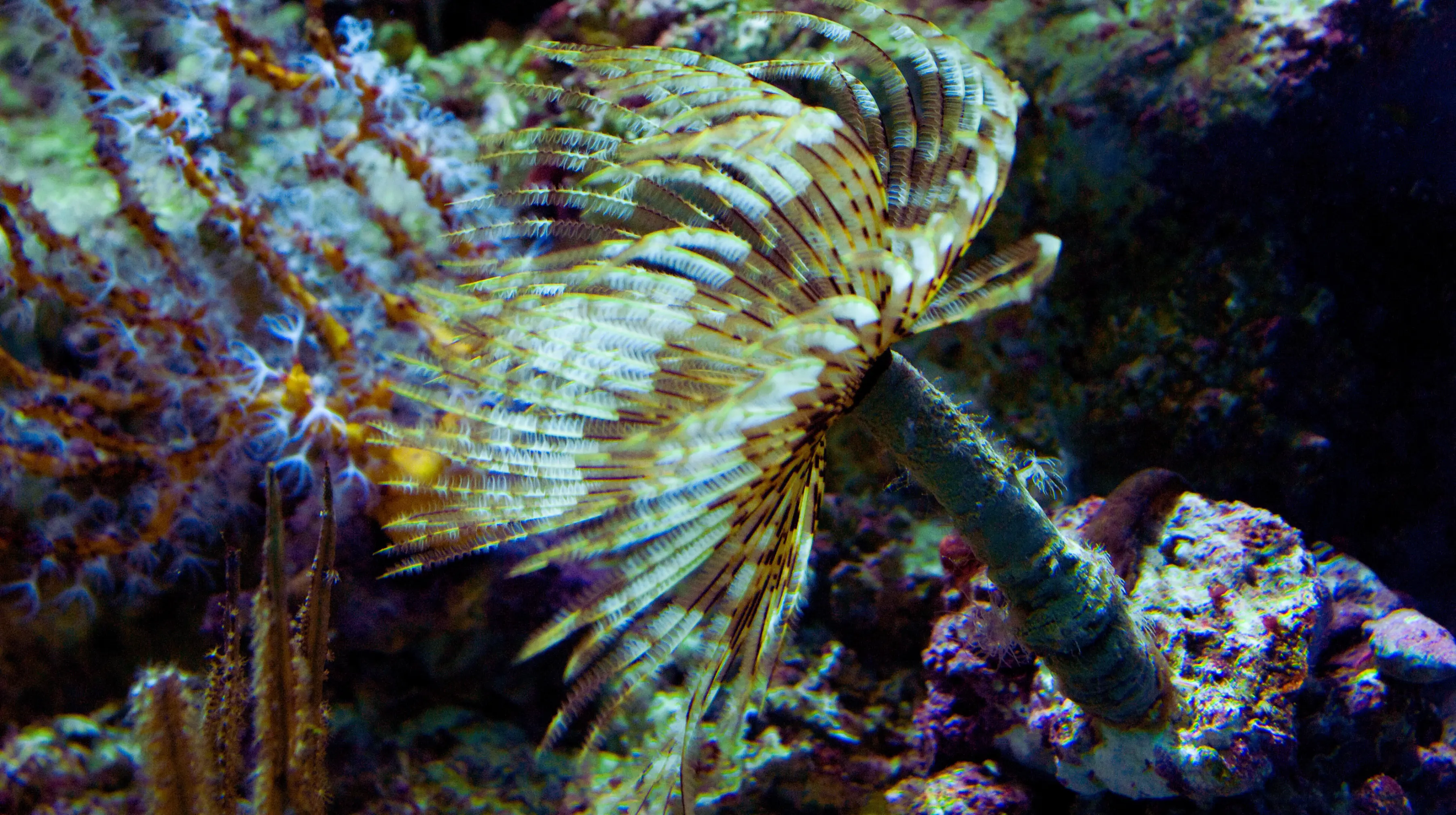 Feather Duster Worm